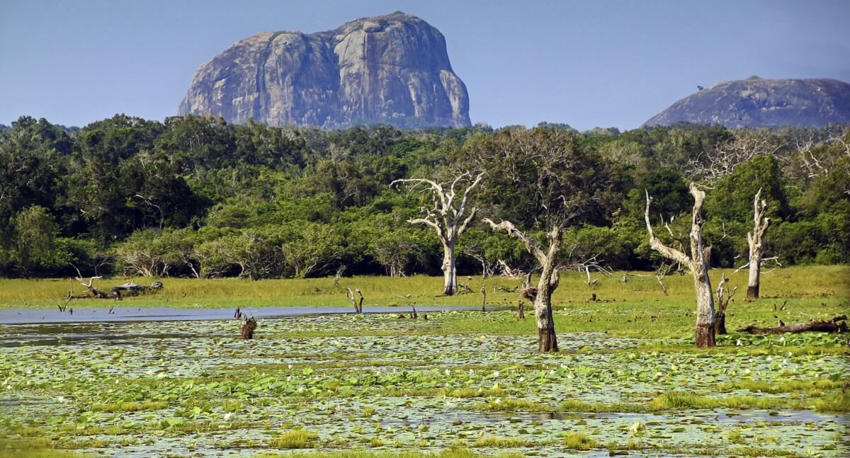 Where is Yala National Park Located?