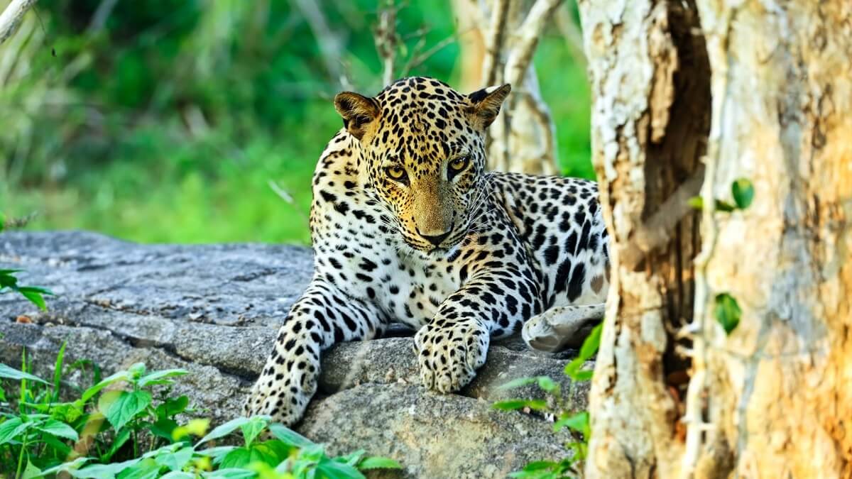 Wildlife at Yala National Park