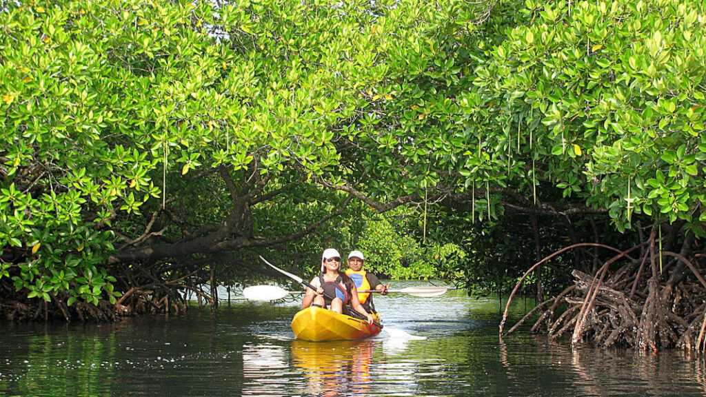 Kayaking in Elephant Beach