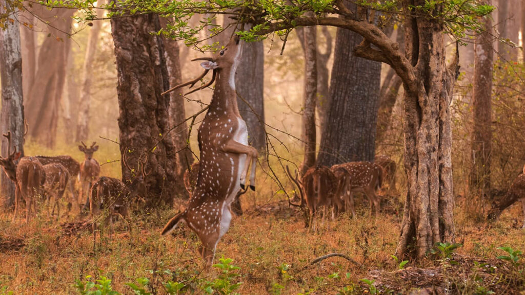 Panna National Park