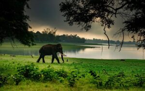 Best Time to Visit Kabini