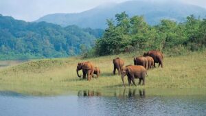 How to Plan Periyar National Park