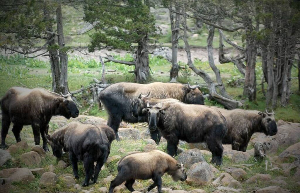 Jigme Dorji National Park Bhutan