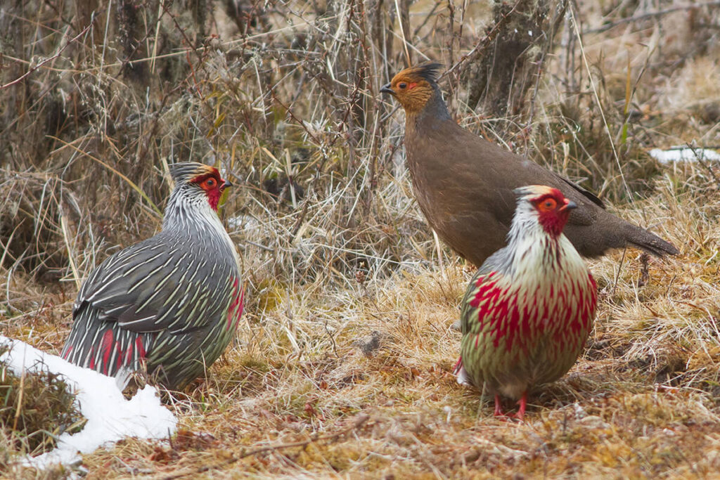 Phrumsengla National Park Bhutan