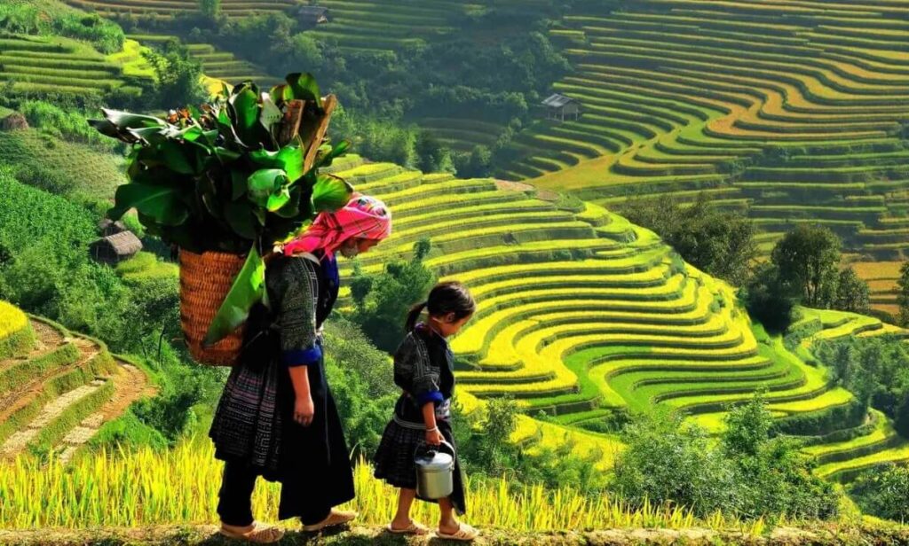 Rice Terraces of Y Linh Ho Sapa