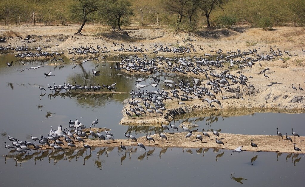 Wildlife Viewing at Guda Lake Bishnoi