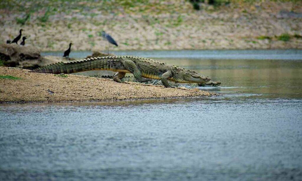 Bird Watching at Crocodile Lake Kumbhalgarh