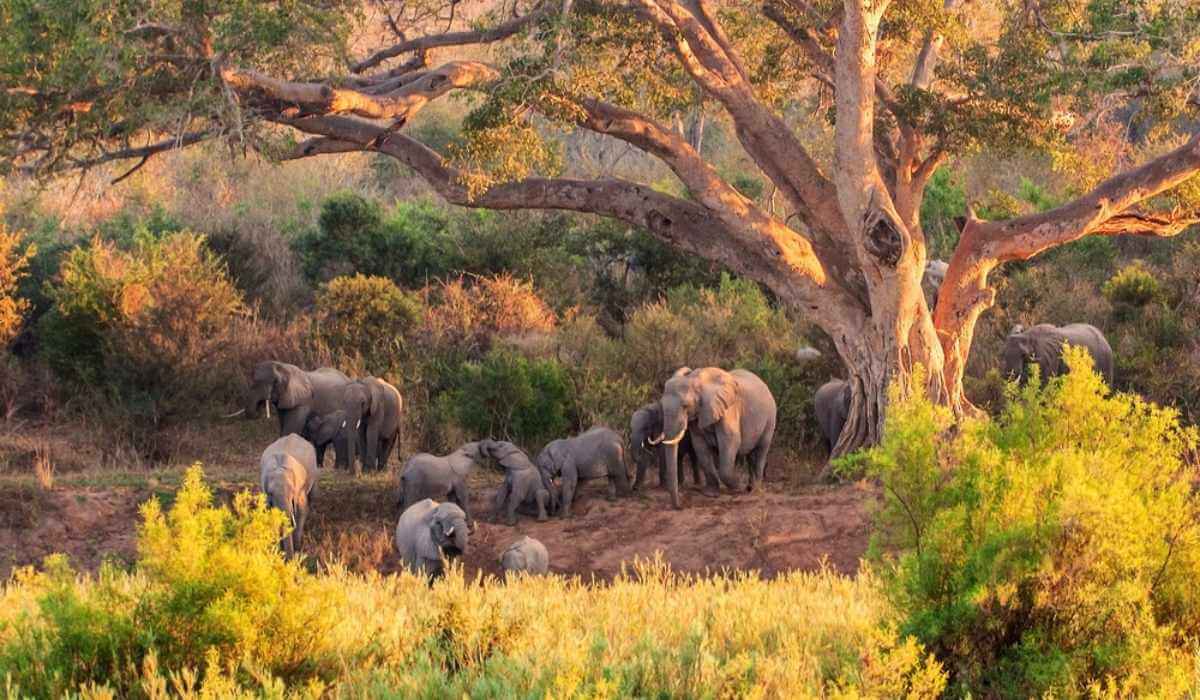 Dachigam National Park, Jammu & Kashmir
