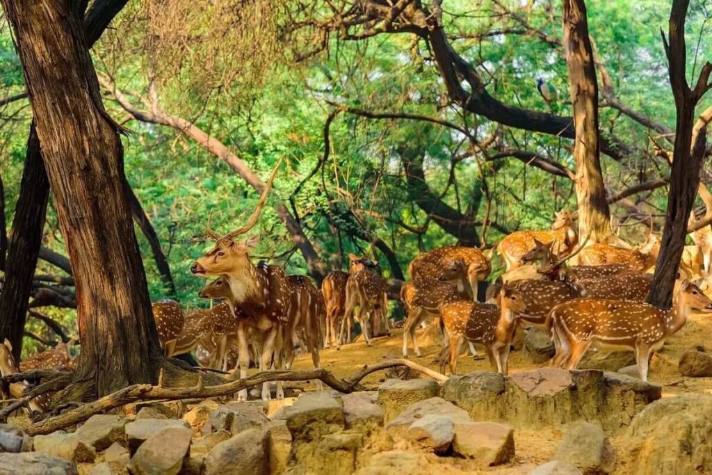 National Zoological Park (Delhi Zoo)