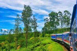 Top 12 Destinations to Visit in Nuwara Eliya