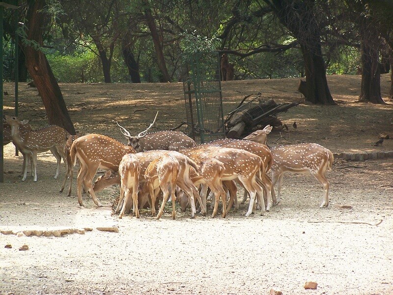 Deer Park Sarnath