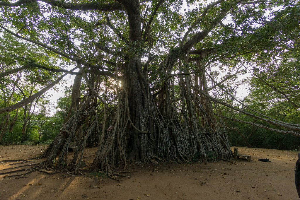 Mihindu Aranya Senasanaya Anuradhapura