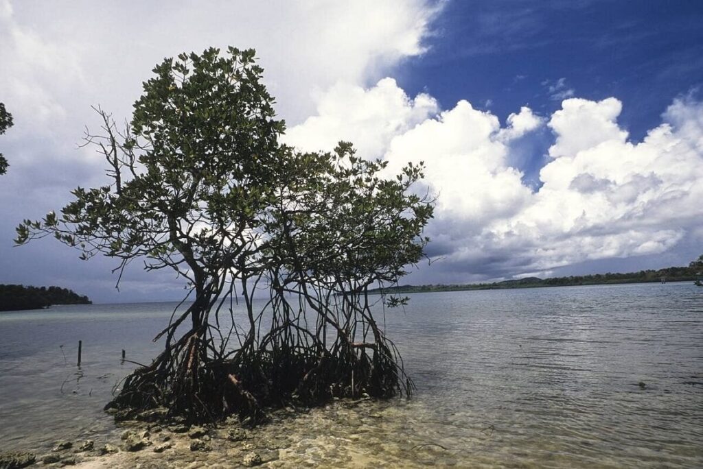 Parrot Island Baratang