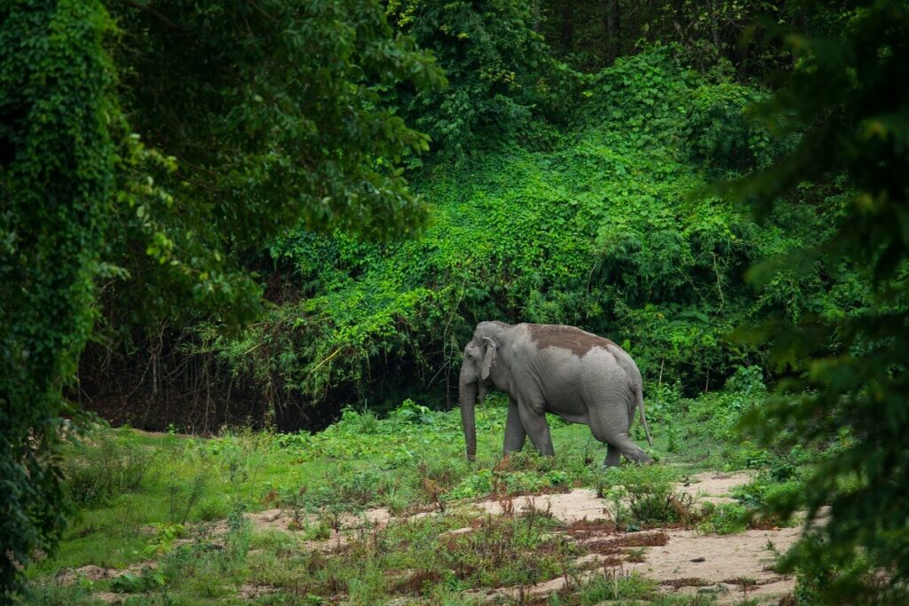 Thungyai–Huai Kha Khaeng Wildlife Sanctuaries Thailand