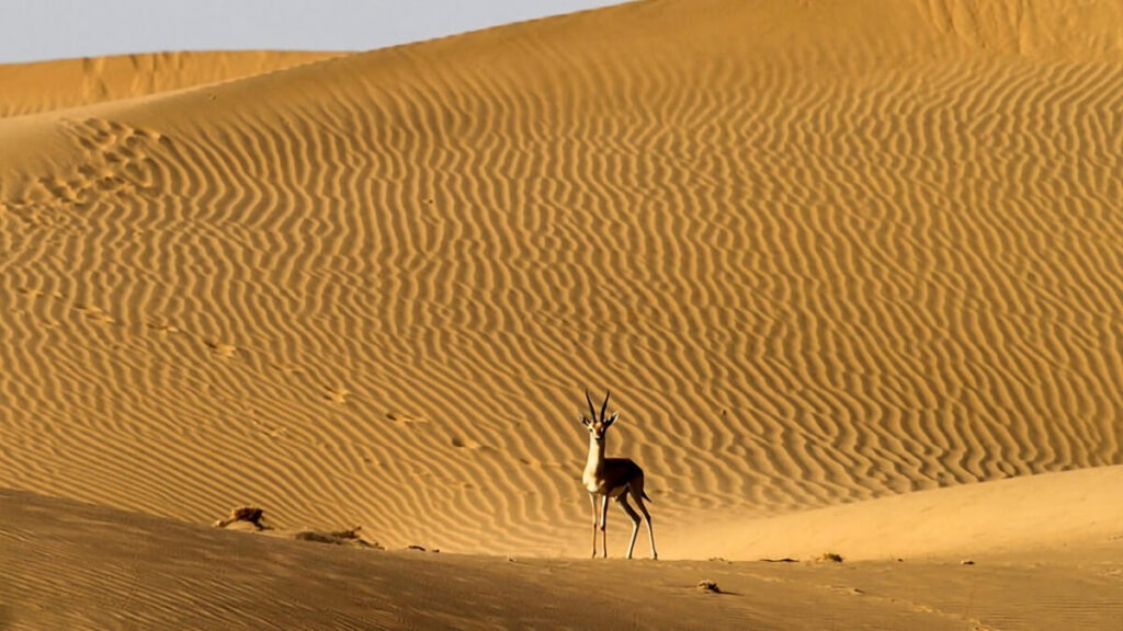 Desert National Park, Jaisalmer