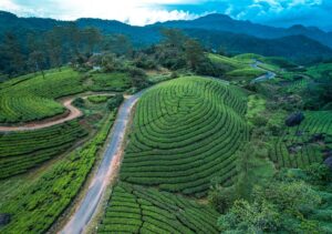 17 Places to Visit Near Munnar Within 200 km