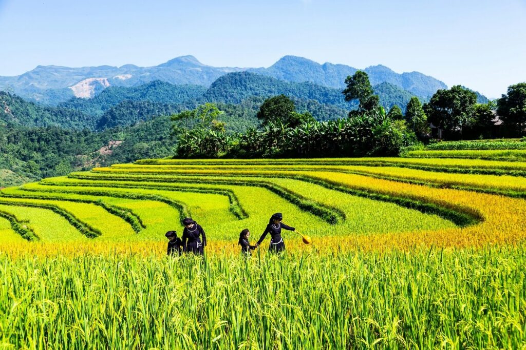 Samtse Rice Fields & Forest Trails