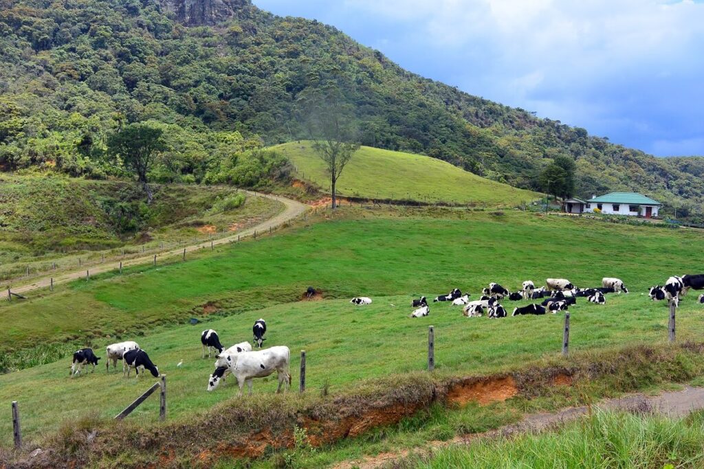 Ambewela Farm Nuwara Eliya