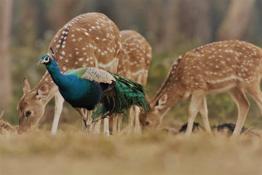 Bird Watching in Chitwan
