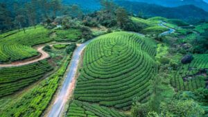 Munnar Places to Visit in January 2026: Weather & Top Attractions