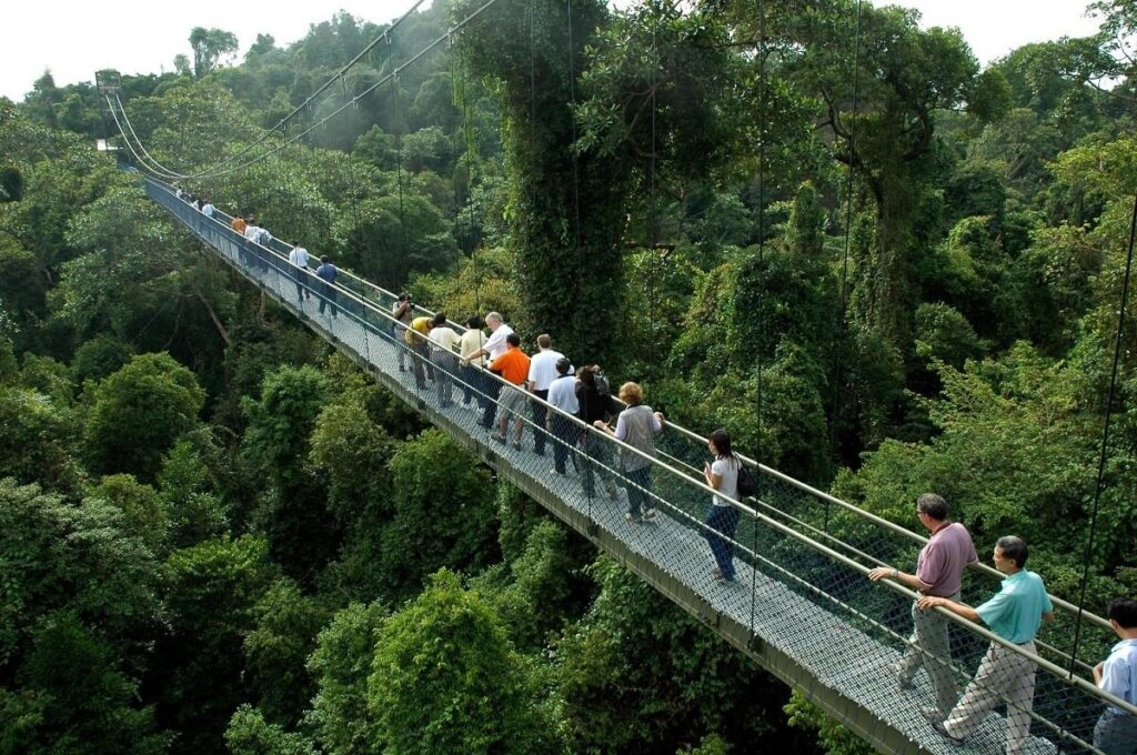 MacRitchie Treetop Walk Singapore