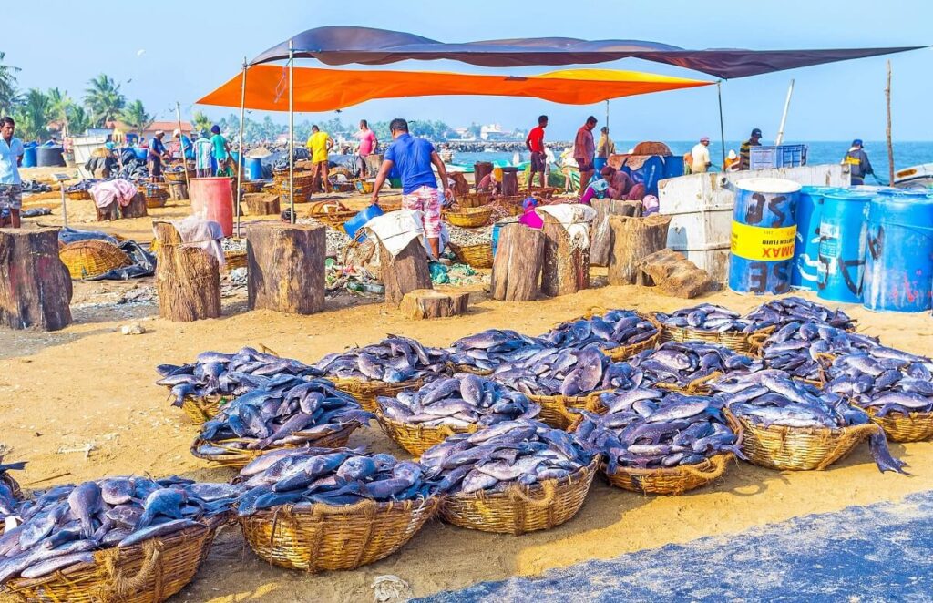 Fish Market Negombo