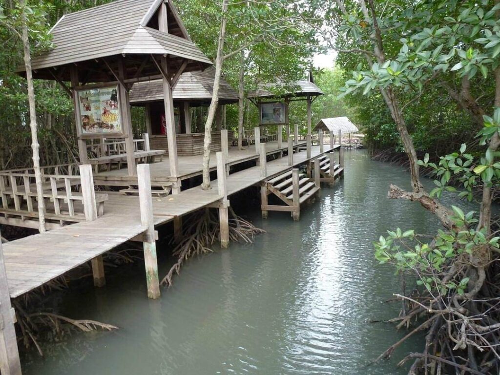 Khung Kraben Mangrove Forest Chanthaburi
