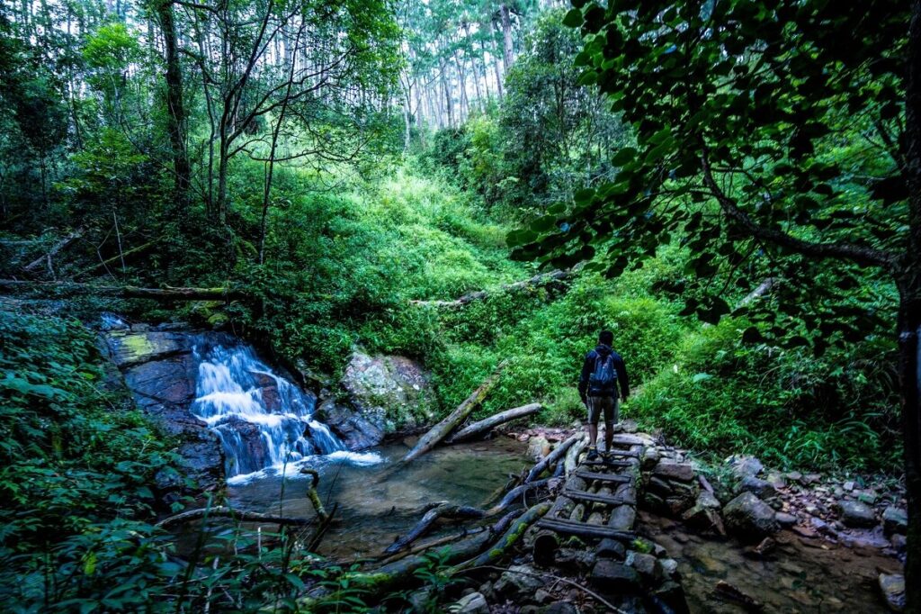Trek in Rhododendron & Pine Forests Langtang Valley