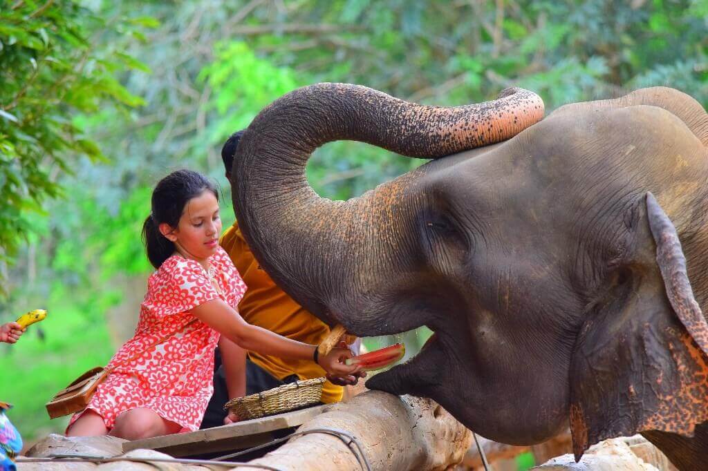Feeding Programme Pinnawala