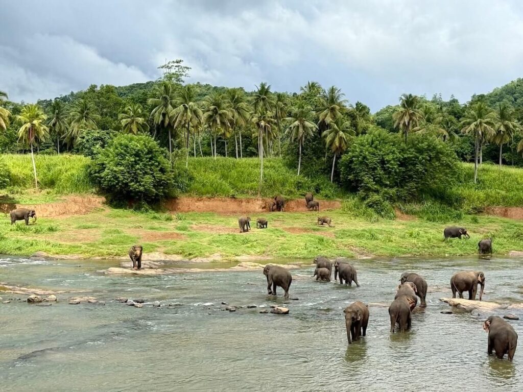 Maha Oya River Pinnawala Elephant Orphanage