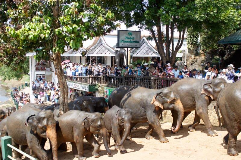 Pinnawala Elephant Herd