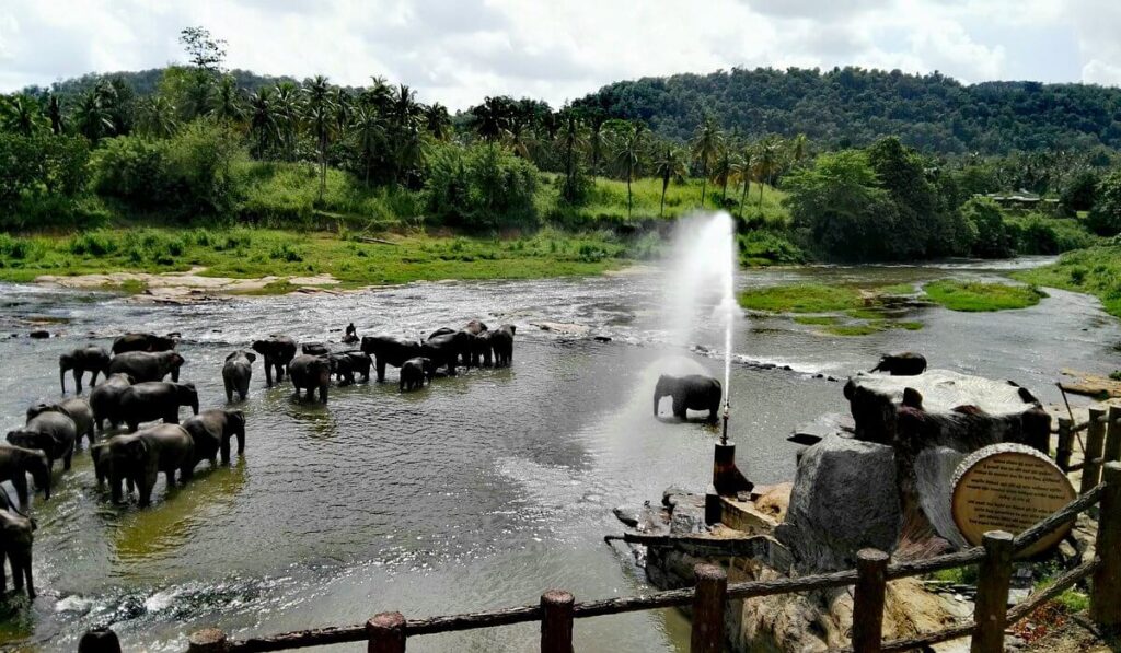 Pinnawala Elephant Orphanage
