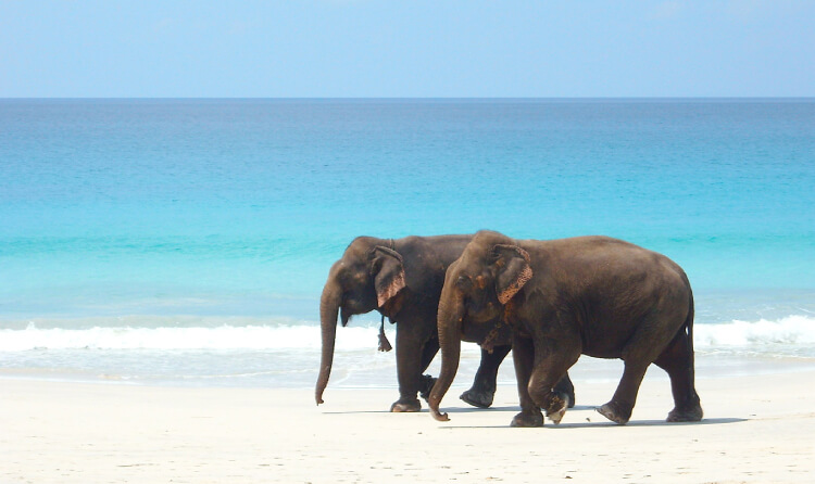 andaman tours