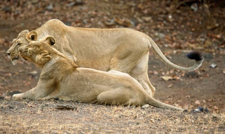 gir national park lion safari