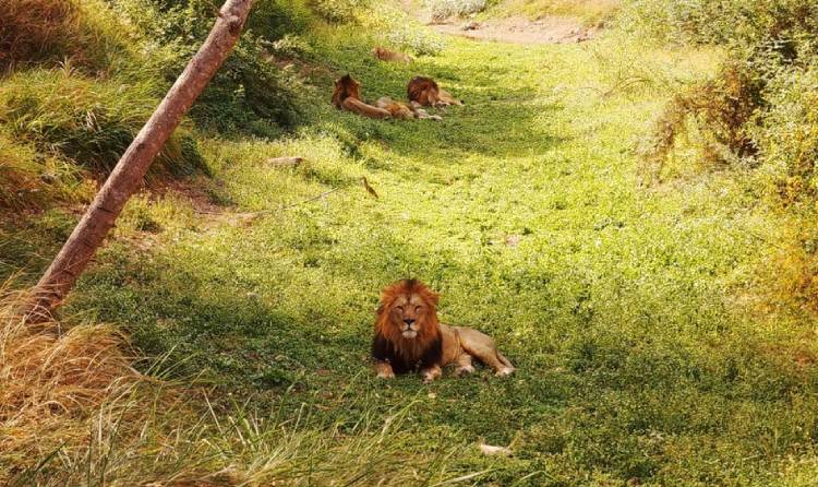 gir national park