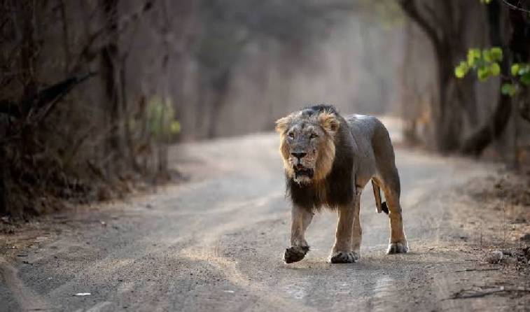 5 Days gir national park from mumbai