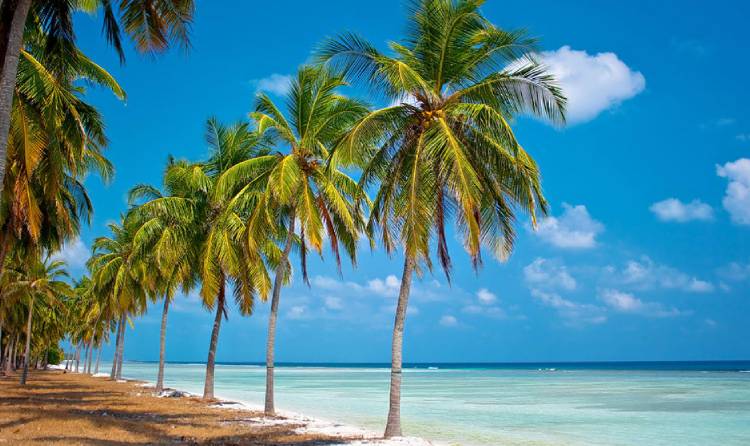 Lakshadweep scenic beauty with palm trees and white sandy beach
