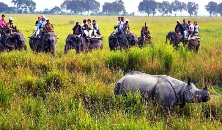 kaziranga national park