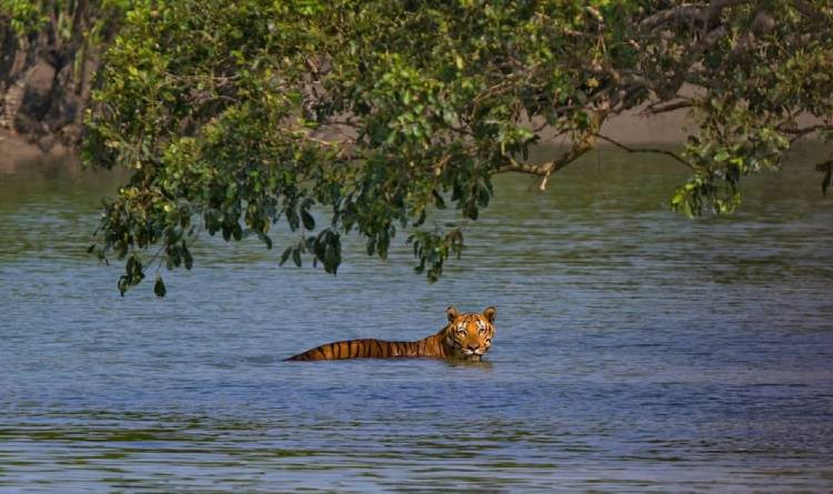 sundarban wildlife tour