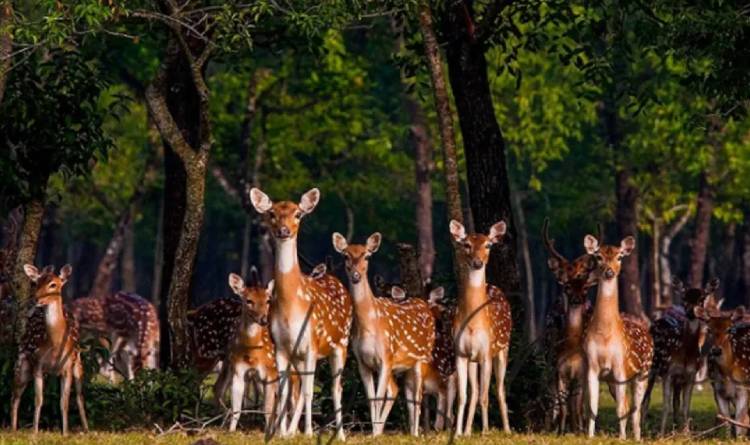 Sundarban Tiger Safari Trip