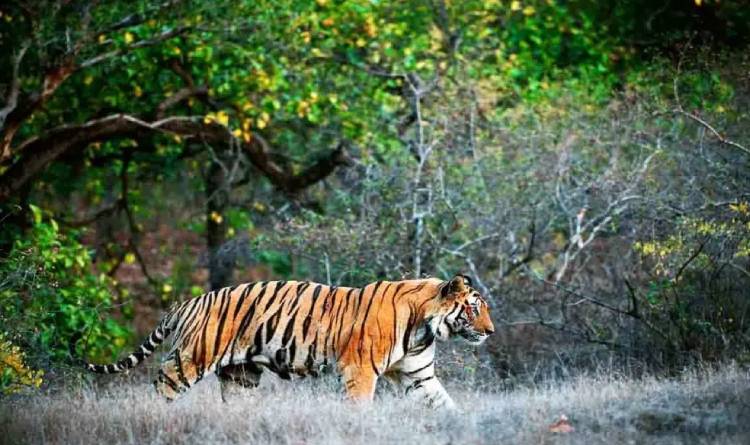 Sundarban Jungle Safari