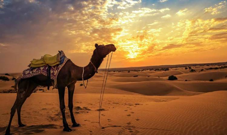 Jaisalmer Camel Safari