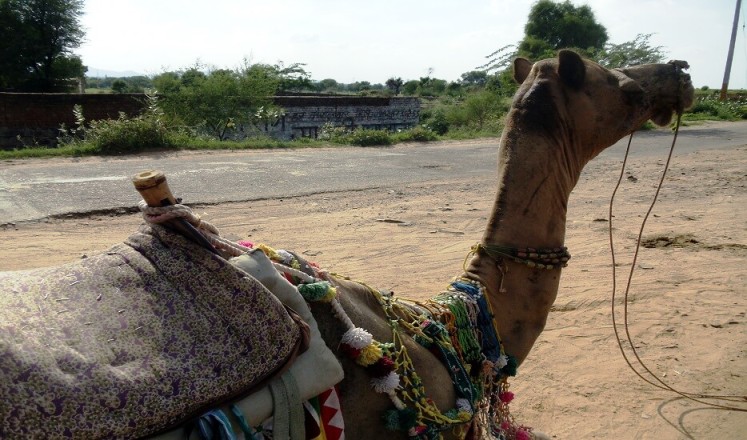 Neemrana Fort Camel Ride