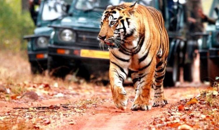 ranthambhore Wildlife Tour