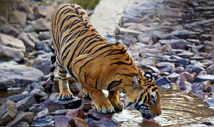 Ranthambore Tigers Safari