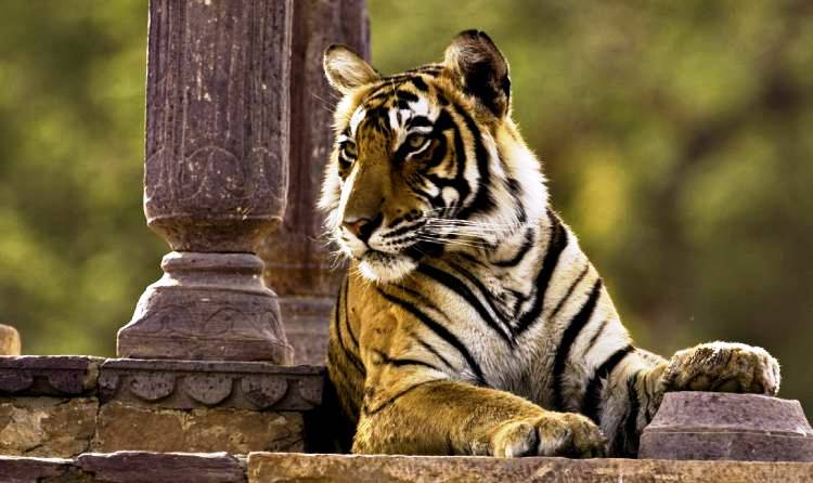 ranthambhore Wildlife Tigers Tour