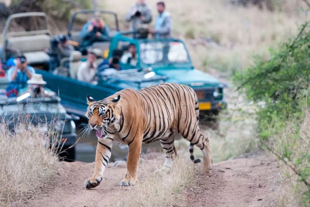 Ranthambore National Park