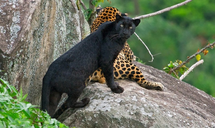 bandipur national park