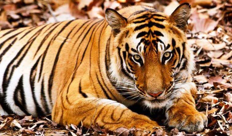3 Days Ranthambore Package by Train