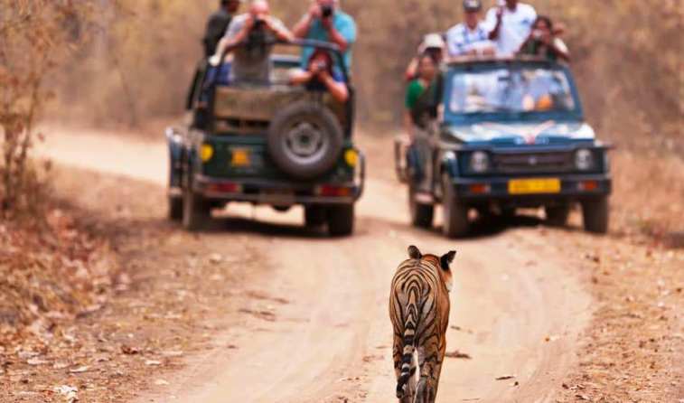 temple and tigers tour north india